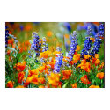 Orange Poppies and Lupine posters by dma847 Orange Poppies and Lupine posters