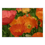 Orange Poppies Greeting Card cards