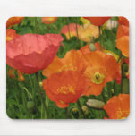 Orange Poppies Mousepad mousepads
