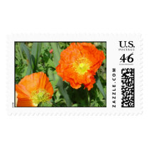 Orange Poppies postage by titanic Orange Poppies postage
