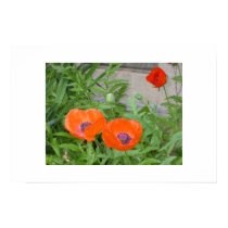 Orange Poppies posters by phydra Orange Poppies posters