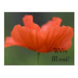 Orange Poppy Change of Address Postcard