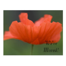Orange Poppy Change of Address Postcard
