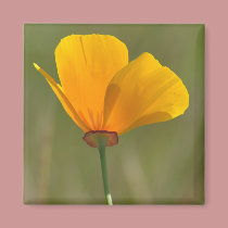 Orange Poppy Floral magnets