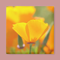 Orange Poppy Floral magnets