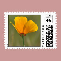 Orange Poppy Floral stamps