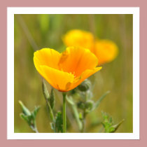 Orange Poppy Floral posters