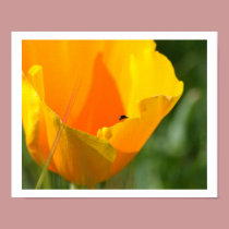 Orange Poppy Floral posters