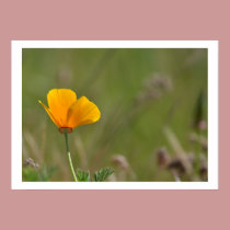 Orange Poppy Floral posters