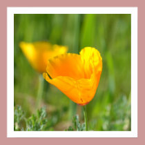 Orange Poppy Floral posters