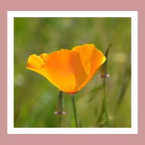 Orange Poppy Floral posters