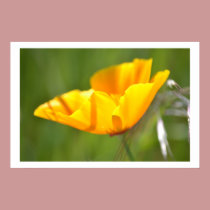 Orange Poppy Floral posters