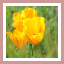Orange Poppy Floral posters