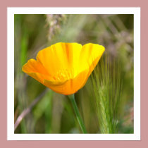 Orange Poppy Floral posters
