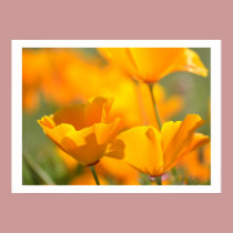 Orange Poppy Floral posters