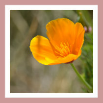 Orange Poppy Floral posters
