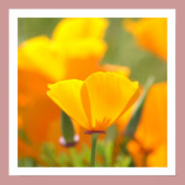 Orange Poppy Floral posters