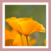 Orange Poppy Floral posters