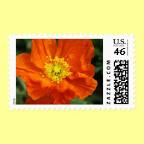 Orange Poppy Flower Postage Stamp stamps