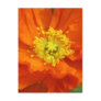 Orange Poppy Flower Postcards