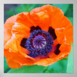 Orange Poppy Flower Poster