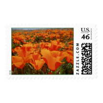 Orange Poppy Heaven Stamp