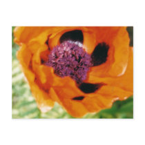 Orange Poppy Postcard