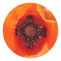 Orange Poppy Sticker by jenpompa Orange Poppy Sticker
