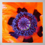 Orange Poppy Up Close Poster