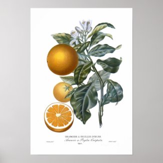 Orange Poster