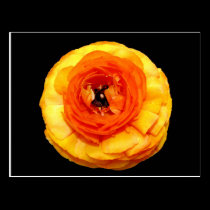 Orange Ranunculus postcards