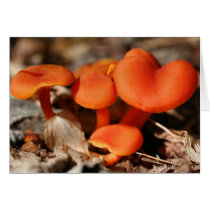 Orange Red Mushrooms Nature Greeting Note Card