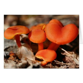 Orange Red Mushrooms Nature Greeting Note Card card