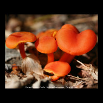 Orange Red Mushrooms Nature Photo Poster Print