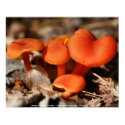 Orange Red Mushrooms Nature Photo Poster Print print