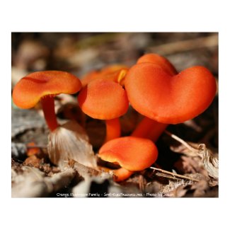 Orange Red Mushrooms Nature Photo Poster Print print