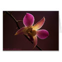 Orange-Red Orchid cards