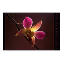 Orange-Red Orchid posters by bjodo1 Orange-Red Orchid posters