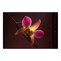 Orange-Red Orchid posters by bjodo1 Orange-Red Orchid posters