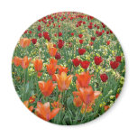 Orange & Red Tulips Magnet
