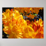 Orange Rhodies Flowers art prints Rhododendrons
