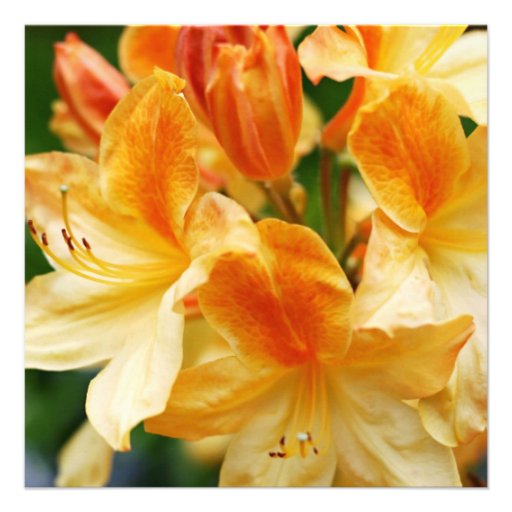 Orange Rhododendron Flowers 80th Birthday Party Invites
