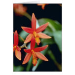 Orange Rojo 'King, Close Up (Laeliocattelaya) flow Greeting Cards