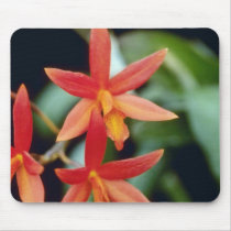 Orange Rojo 'King, Close Up (Laeliocattelaya) flow Usepads