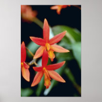 Orange Rojo 'King, Close Up (Laeliocattelaya) flow Posters