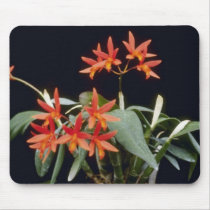 Orange Rojo 'King' (Laeliocattelaya) flowers Mouse Pad