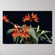 Orange Rojo 'King' (Laeliocattelaya) flowers Poster