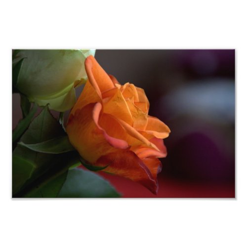 Orange rose closeup photo