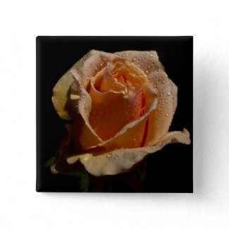 Orange Rose 1 zazzle_button