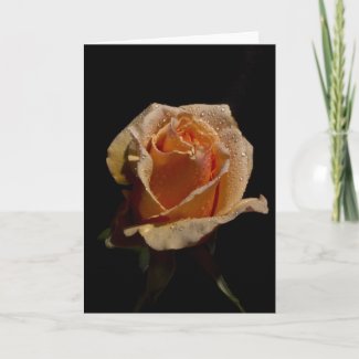 Orange Rose 1 zazzle_card